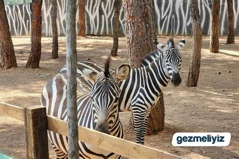 Gaziantep hayvanat bahçesi hayvanları